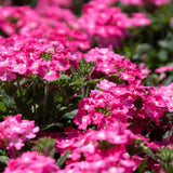4 Pink Verbena Plants Live, 5-9" Tall Hardy Perennial Flower Plants, Well-Rooted for Outdoor Planting