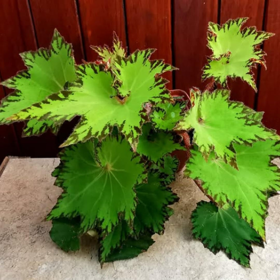 Begonia Live Plant Outdoor, Can Grow As Weeping Begonia, Green Black Leaf, Fast-Growing, Easy-Care Flowering Plant for Gardens Containers, 5-9” Tall, No Pot, Begonia Maculata Plants