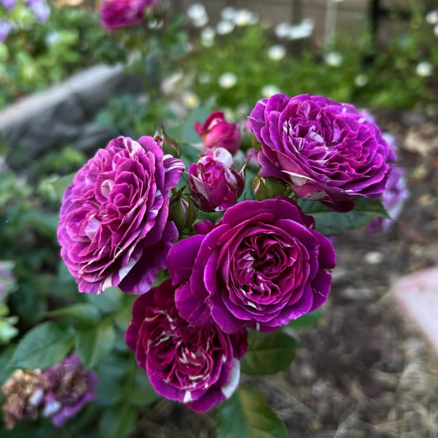 Rare Climbing Rose Bushes Ready to Plant, Well-Rooted, Hardy Roses Tree 5 to 10 Inc Tall, Fragrant, Outdoor Planting (Deep Purple-Red Stripes)