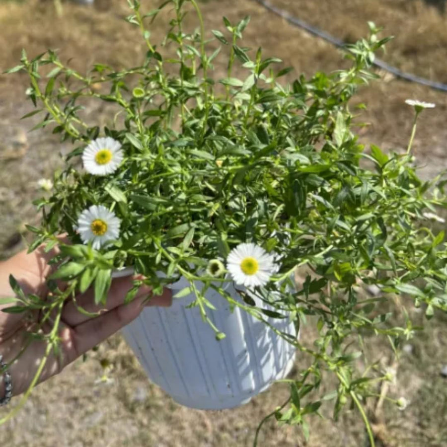 White Yellow Daisy Plant Live, Daisy Flower Plants Live Gardening, 6 Inc Potted