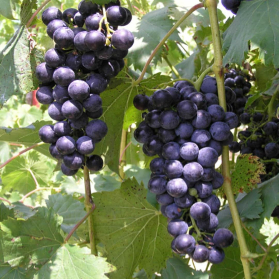 Blue Black Seedless Grape Vines Trees Live Plants, Well-Rooted 1 to 2 Years Old, Grapes Plant Live for Outdoor Planting, Zones 3-9