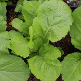2000 Florida Broadleaf Mustard Seeds, Mustard Green Seeds, Fast Growing Heirloom Vegetable Seed for Garden and Containers