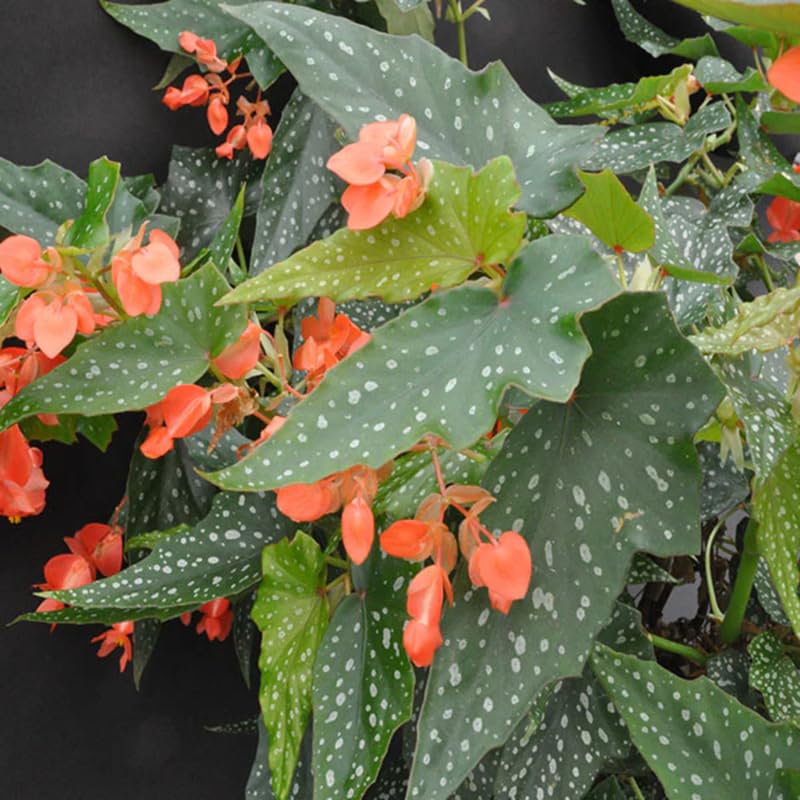 Angel Wing Begonia Live Plant, Polka Dot Begonia Maculata Plants, 4-7" Starter Indoor Outdoor Houseplant Décor, Air-Purifying and Easy Care, Unique Foliage Begonia