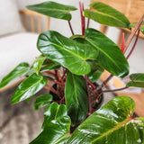 2 Rare Philodendron Live Plants Varieties Collection, Philodendrons Plants Size 5-9 Inc for Indoor Houseplant Décor, Ornamental Tropical Well-Rooted (Red Philodendron Plants)