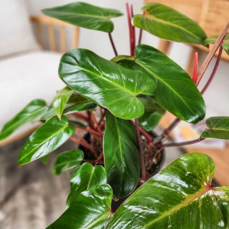 2 Rare Philodendron Live Plants Varieties Collection, Philodendrons Plants Size 5-9 Inc for Indoor Houseplant Décor, Ornamental Tropical Well-Rooted (Red Philodendron Plants)