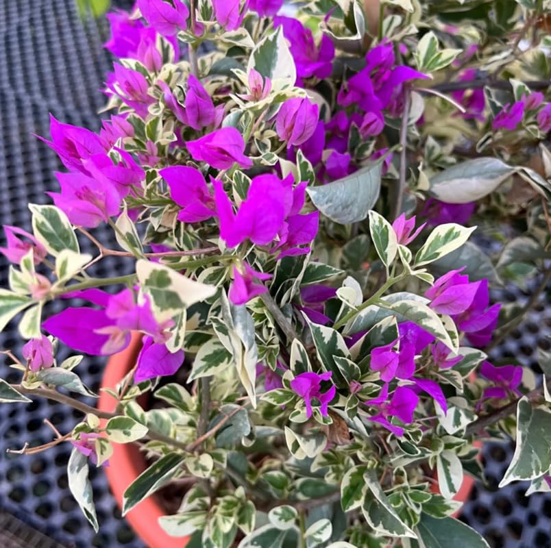 2 Blueberry Ice Bougainvillea Plants Live, Perennial Bougainvillea Flowers Vine, Outdoor Garden Planting 5-9 Inches