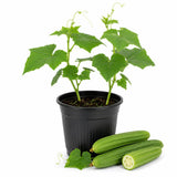 Luffa Plant Live, Luffa Gourd Vine, Loofah Vegetable Plant 4-8 Inches Tall, Well Rooted for Outdoor Gardening