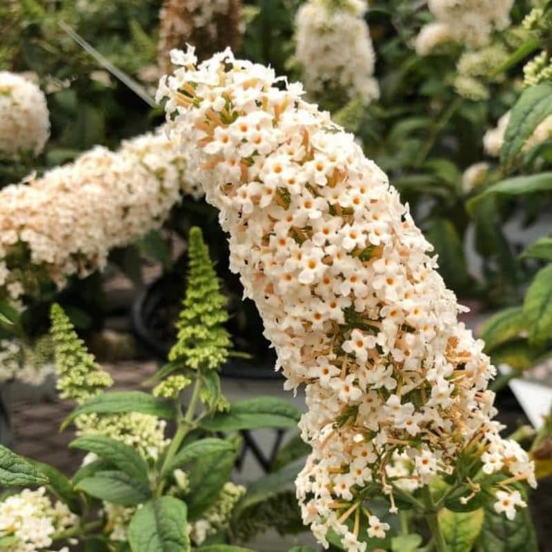 Butterfly Bush Plant for Planting, Size 5 to 7 Inch Tall Plant, Without Pot, Butterfly Bushes Plants (Dark Pink Flowers)