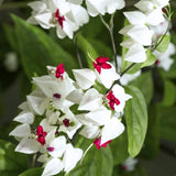 2 Clerodendrum Plants Live 5-9 Inc Tall - Great for Beautifying Indoor and Outdoor Spaces - Trailing Light Bulb Flowering Vine (Mixed Bleeding Heart)