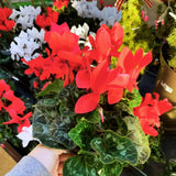 Red Cyclamen Plant Live, Hardy Cyclamen Flowers, In 4 Inc Pot, Indoor Cyclamen Houseplant with Blooming Potted Flowers