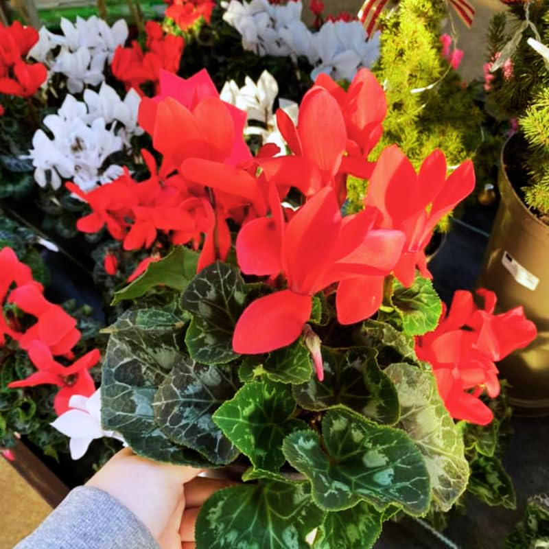 Red Cyclamen Plant Live, Hardy Cyclamen Flowers, In 4 Inc Pot, Indoor Cyclamen Houseplant with Blooming Potted Flowers