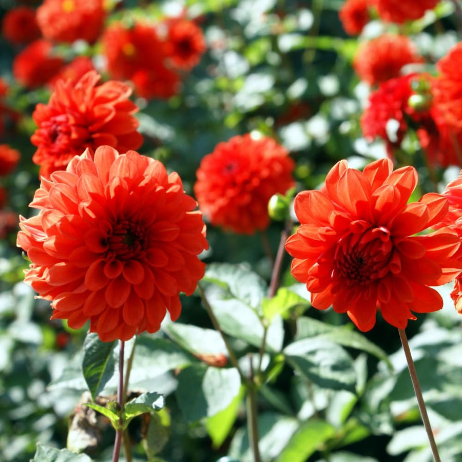 Dahlia Tuber for Planting, Red Dahlia Flower for Summer Blooms, Large and Vibrant Flowers, Suited for Zones 8 to 11