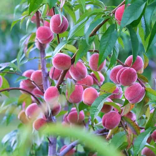 Red Peach Tree Live Plant Dormant and Bare Root, 6-12 Inc in Tall, Cold Hardy, Well-Rooted for Planting, No CA