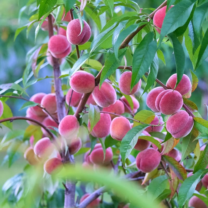 Red Peach Tree Live Plant Dormant and Bare Root, 6-12 Inc in Tall, Cold Hardy, Well-Rooted for Planting, No CA