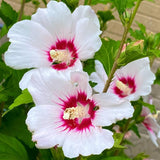White Rose of Sharon Plant in Quart Pot, Hardy Hibiscus Flowering Shrub, Vibrant Outdoor Althea Plants, Fast-Growing Perennial