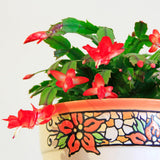 Red Thanksgiving Cactus in 4" Pot for Spring Planting, Indoor Outdoor Home Decor