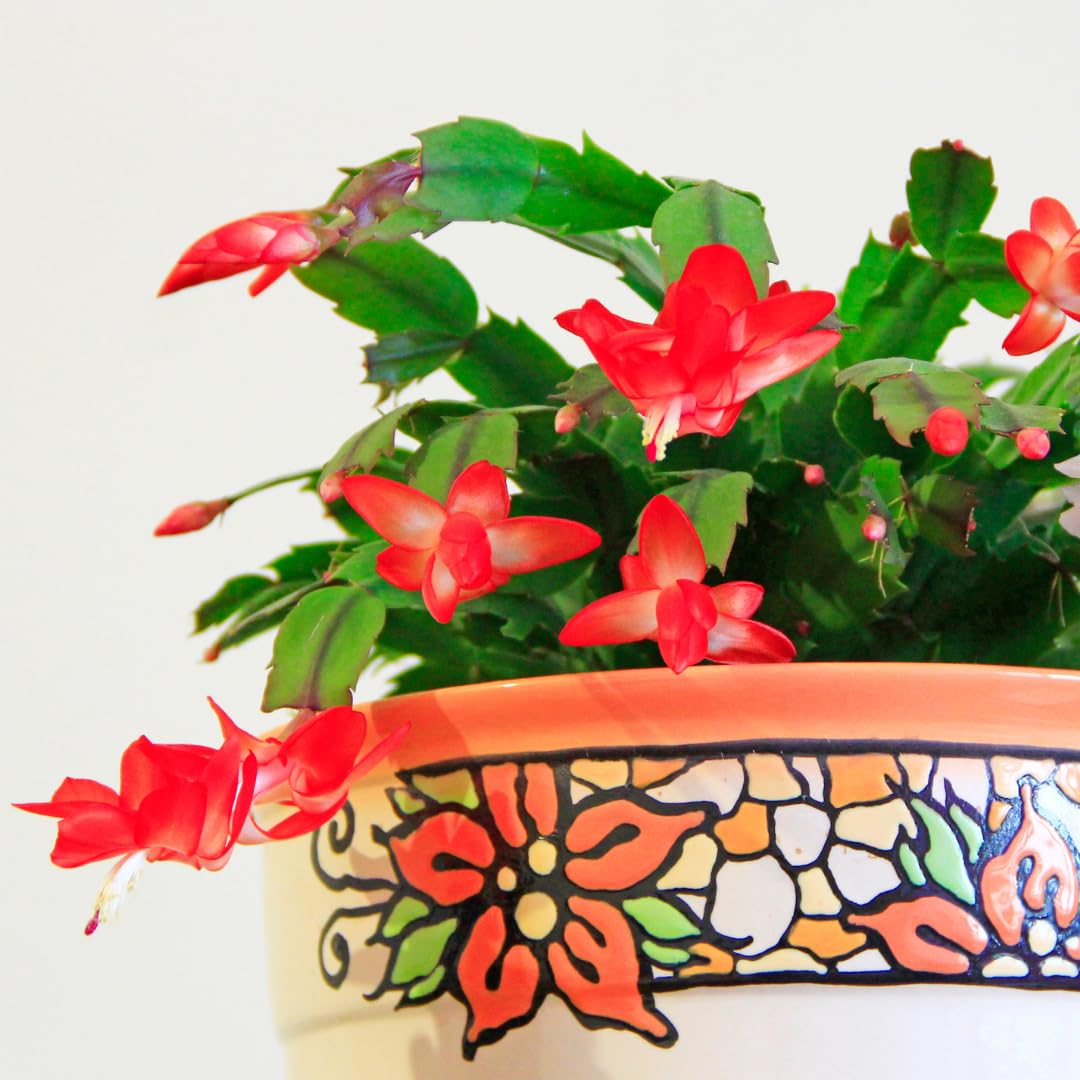 Red Thanksgiving Cactus in 4" Pot for Spring Planting, Indoor Outdoor Home Decor