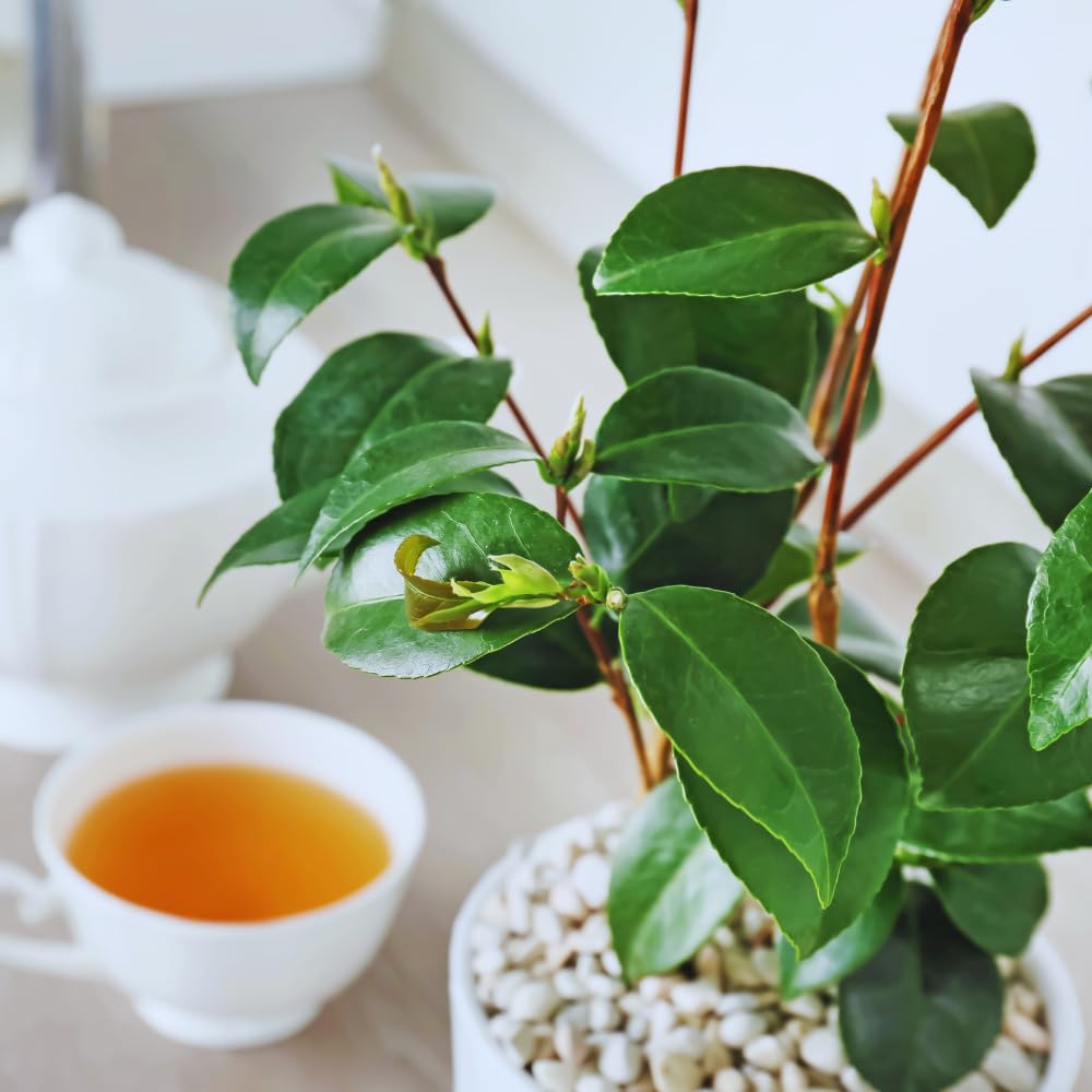 Tea Plant Camellia Sinensis Plants Live, Set 2 Plants, Live Tea Plant Tree, Herb Plant Garden