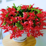 Red Thanksgiving Cactus in 4" Pot for Spring Planting, Indoor Outdoor Home Decor