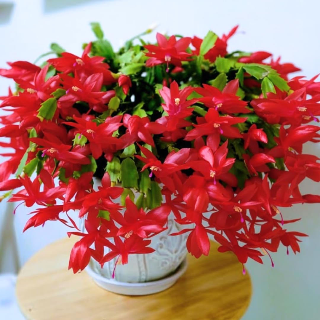 Red Thanksgiving Cactus in 4" Pot for Spring Planting, Indoor Outdoor Home Decor