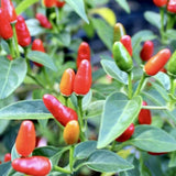 Pack of 100 Pequin Chili Pepper Seeds, Pepper Seeds for Home Gardening, Indoor and Outdoor Use