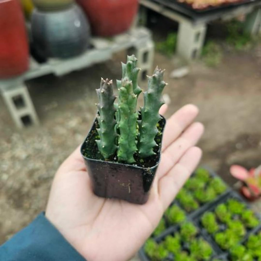 Starfish Cactus Plant Live, Lifesaver Zebrina Trailing Succulent Well Rooted in 2" Pot, Starter Houseplant for Hanging Basket