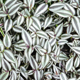 4 Zebrina Wandering Jew Plants, Live Indoor Plant 3-5 Inches, Colorful Trailing Tradescantia for Home, Office and Hanging Baskets