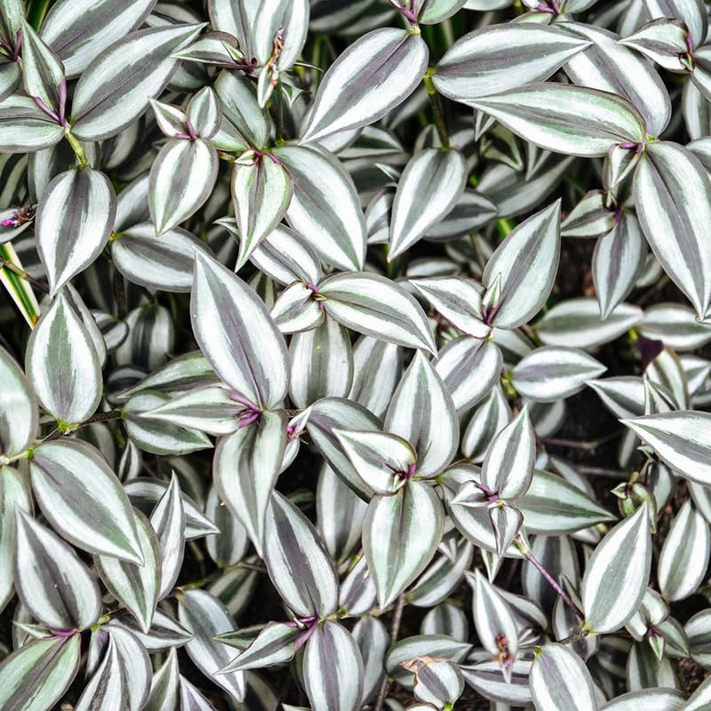 4 Zebrina Wandering Jew Plants, Live Indoor Plant 3-5 Inches, Colorful Trailing Tradescantia for Home, Office and Hanging Baskets