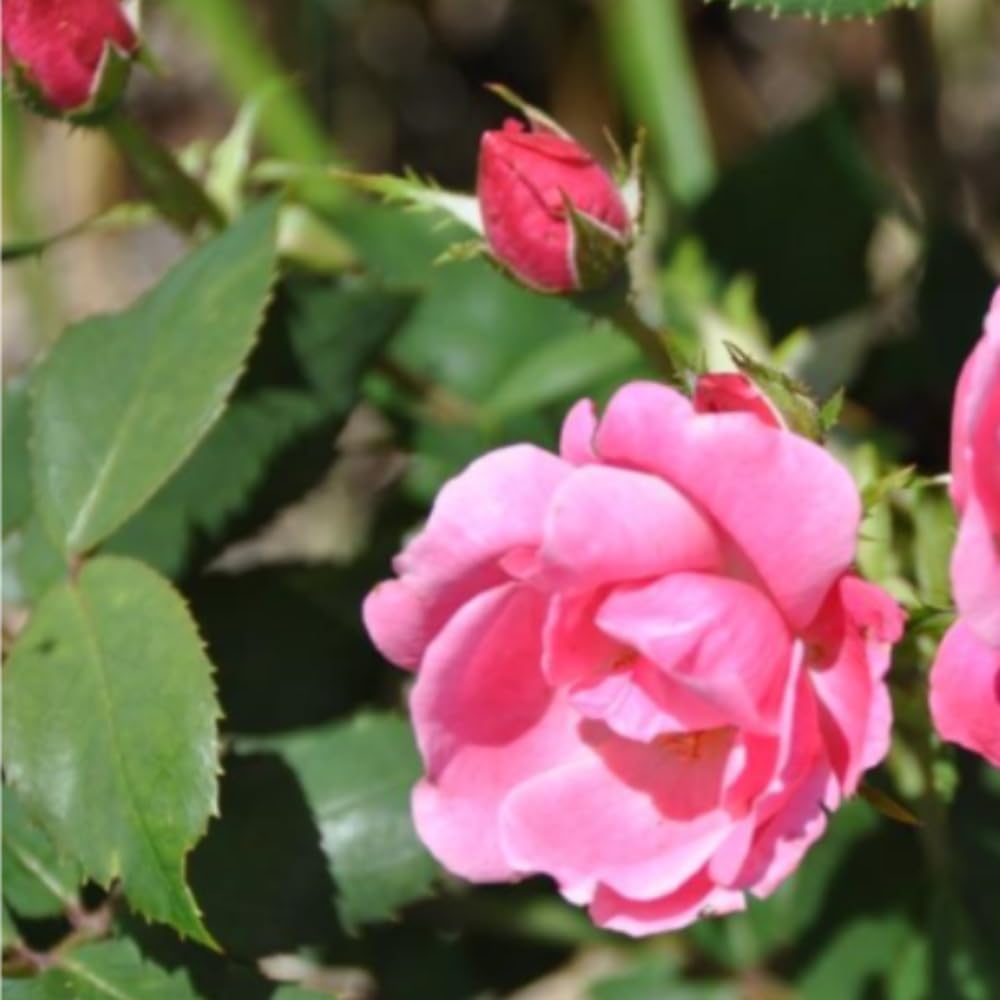 Rose Plant Live, Rose Bush Live Plant for Planting Your Garden, 5-9" Height Well-Rooted, Fragrant Flowers Vibrant Blooms (Lady Pink Rose)