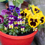 Set 3 Mix Pansy Plants, Hardy Cool-Season Annuals, Vibrant Pansy Ready to Grow Indoor Outdoor 3-5 Inches