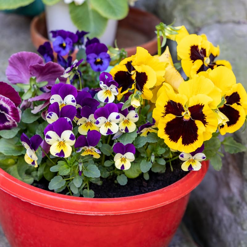 Set 3 Mix Pansy Plants, Hardy Cool-Season Annuals, Vibrant Pansy Ready to Grow Indoor Outdoor 3-5 Inches