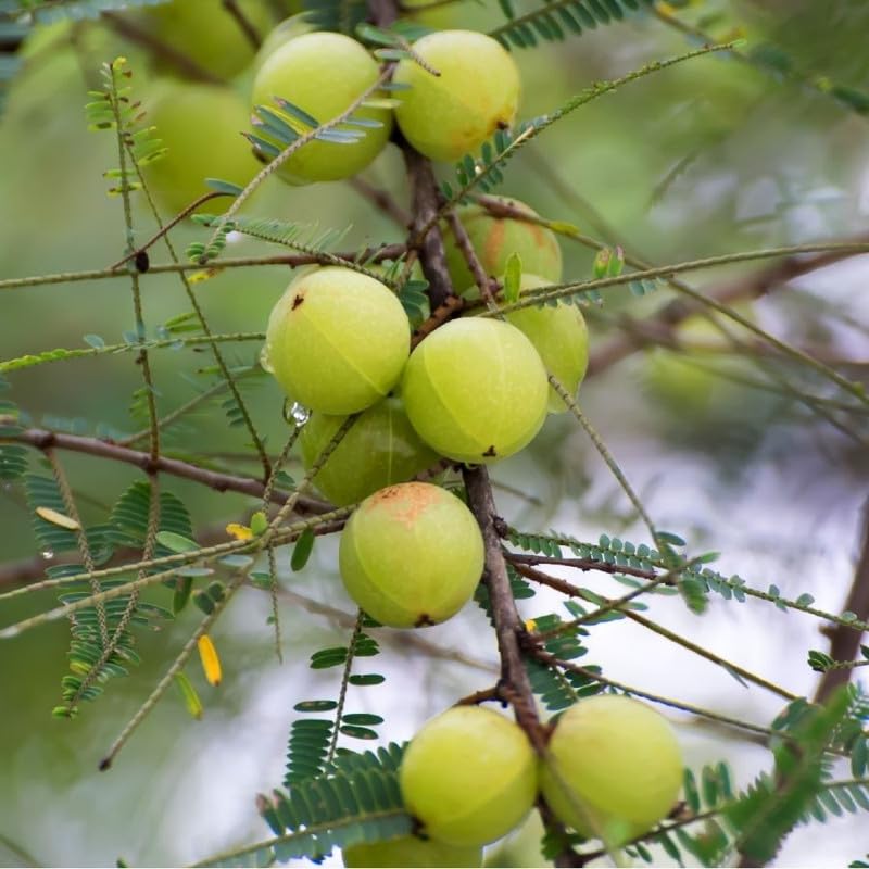Sweet Gooseberry Live Plant 3 Feet Tree, Gooseberry Tropical Fruit Tree for Planting, Ready to Grow