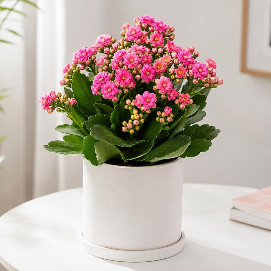 Double Pink Kalanchoe Live Plant, Double Pink Kalanchoe with Flowers, Vibrant Blooms 4-7 Inches Tall in Pot for Indoor Outdoor Houseplant