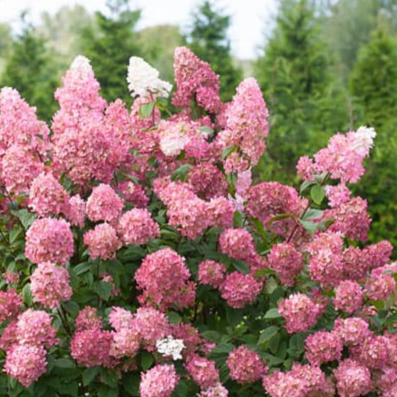 Pink White Hydrangea Plant Live, Hydrangea Tree Live Plant Outdoors, 5 to 7 Inches Tall, Shrub Bush Plant