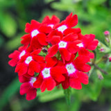 2 Red Verbena Plants Live for Planting, Colorful Blooming Flower Plant, Verbena Live Plants, 4 to 6 Inc Tall