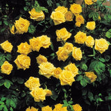 Rose Bushes Ready to Plant, Well-Rooted, Hardy Roses Tree 5 to 10 Inc Tall, Fragrant, Outdoor Planting (Yellow)