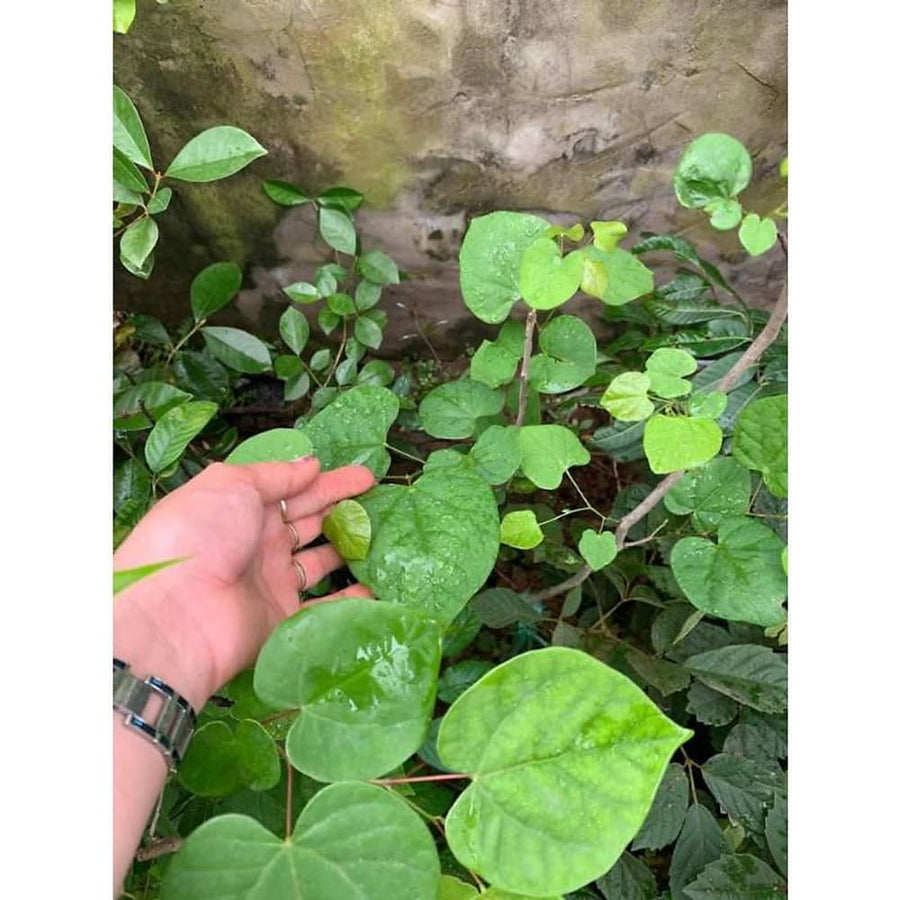 Eastern Redbud Trees Plant Live, Dormant 6 to 12 Inc Tall, American Red Bud Trees Live Plants Bare Roots for Planting Outdoor