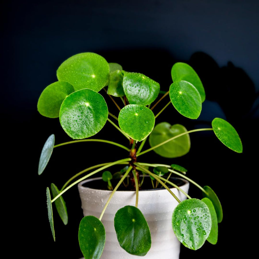 Pilea Peperomioides Live Plant, Money Plant, 3 Inch Pot for Indoor or Outdoor Growing