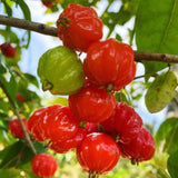 2 Years Old Surinam Cherry Tree Live Plant, Ready to Bear Fruit Cherry Tree, 2 Feet Tall, Edible, Cold Hardy, Outdoor Growing