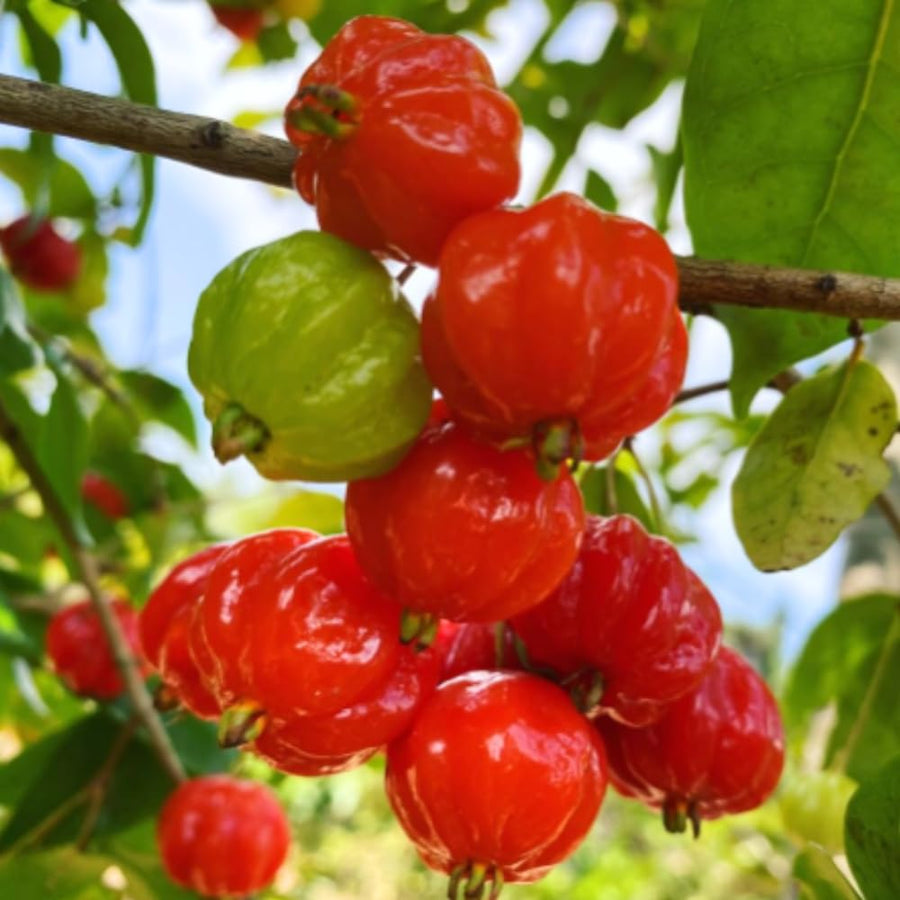 2 Years Old Surinam Cherry Tree Live Plant, Ready to Bear Fruit Cherry Tree, 2 Feet Tall, Edible, Cold Hardy, Outdoor Growing