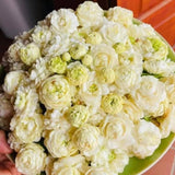 3 Sambac Jasmine Plants Live, Live Jasmine Plants, Grand Duke of Jasmine Live Plants, Double White Jasmine Live Plants for Grow Garden, 4 to 6 Inc Long