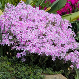 Set 2 White Pink Creeping Phlox Live Plants, Creeping Phlox Plants Perennial, Groundcover Hardy Flower Plants for Growing Outdoor, No Pot, Size 4 Inch Pot