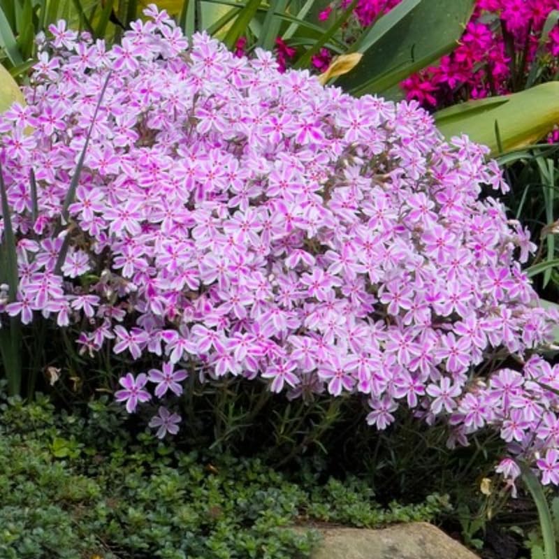 Set 2 White Pink Creeping Phlox Live Plants, Creeping Phlox Plants Perennial, Groundcover Hardy Flower Plants for Growing Outdoor, No Pot, Size 4 Inch Pot