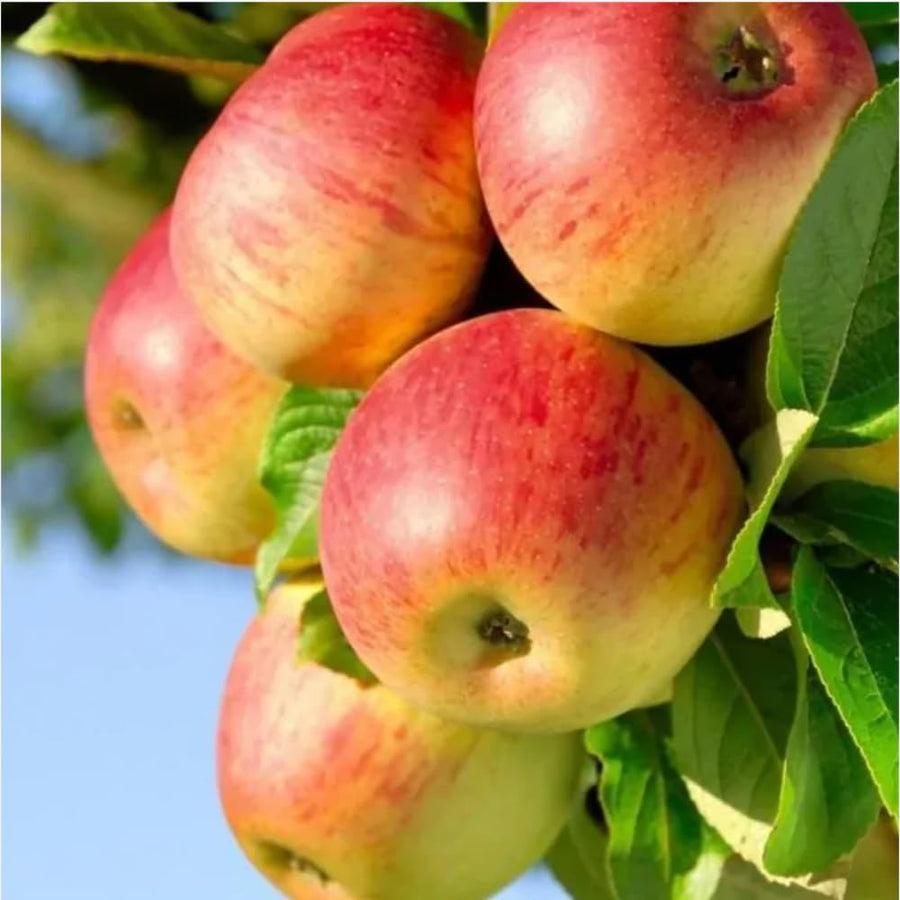 Honey Crisp Apple Tree Live Plant Bareroot 2-3 Feet Tall, Red Apple Plant Live for Planting, Live Apple Tree Plant, Apple Fruit Tree