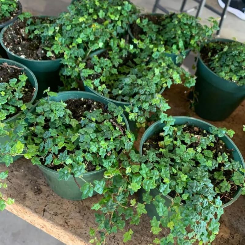 String of Frogs Plant, Trailing Houseplant String of Frogs Live Plant, Succulents Plants Live Potted for Hanging Baskets, Containers, Indoor Gardens
