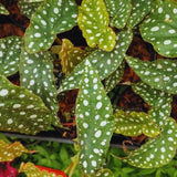 Set 3 Begonias Live Plants, Angel Wing Begonia Maculata Polka Dot, No Pot, Starter 4 to 8 Inc Tall, Indoor Outdoor Houseplant