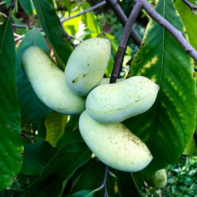 Pawpaw Tree Live Plant in Quart Pot, Pawpaw Tree 6-12 Inches Tall, Paw Paw Fruit Plant for Planting Outdoor, Sweet Fruit Plants