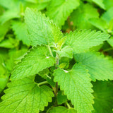 Set 2 Catnip Plants Live, Catnip Live Plants, 4-6 Inc Tall, Fragrant Herb Plant for Indoor Outdoor Containers and Herb Gardens