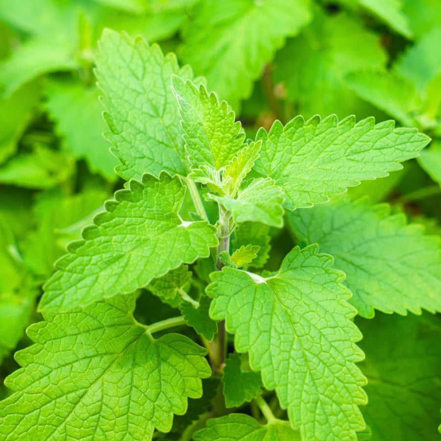 Set 2 Catnip Plants Live, Catnip Live Plants, 4-6 Inc Tall, Fragrant Herb Plant for Indoor Outdoor Containers and Herb Gardens