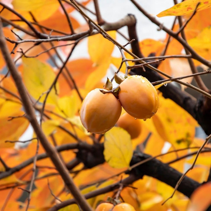 American Persimmon Live Plant Tree, 6-10 Inch Tall, in Quart Pot, Fruit Tree for Outdoor Garden, Yard, and Patio, Dormant in Winter